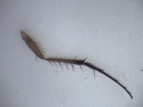 Dolichopus griseipennis
